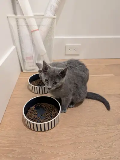 Russian Blue TICA registered kitten for rehoming, View more