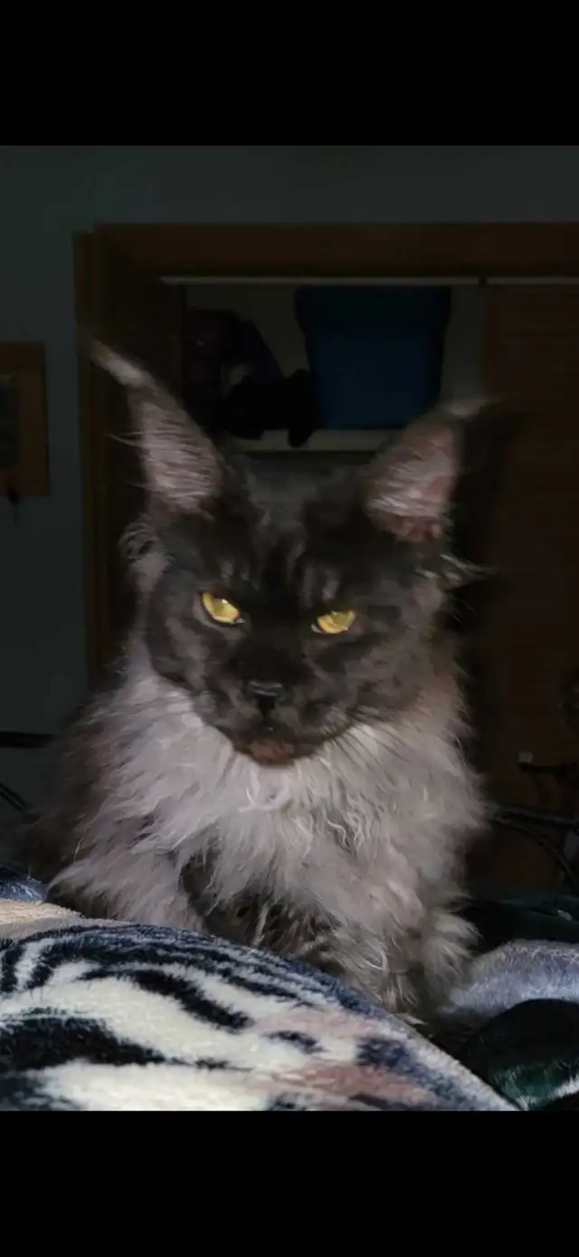 Retired Registered Purebred Maine Coon in Cats & Kittens for Rehoming in North Bay - Image 3