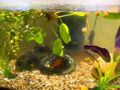 Golden Mystery Snails. $3 for one. $12.50 for 5, $20 for ten, View more