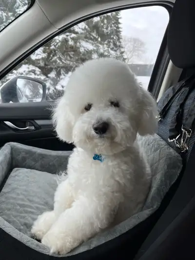 pure bichon frise, View more