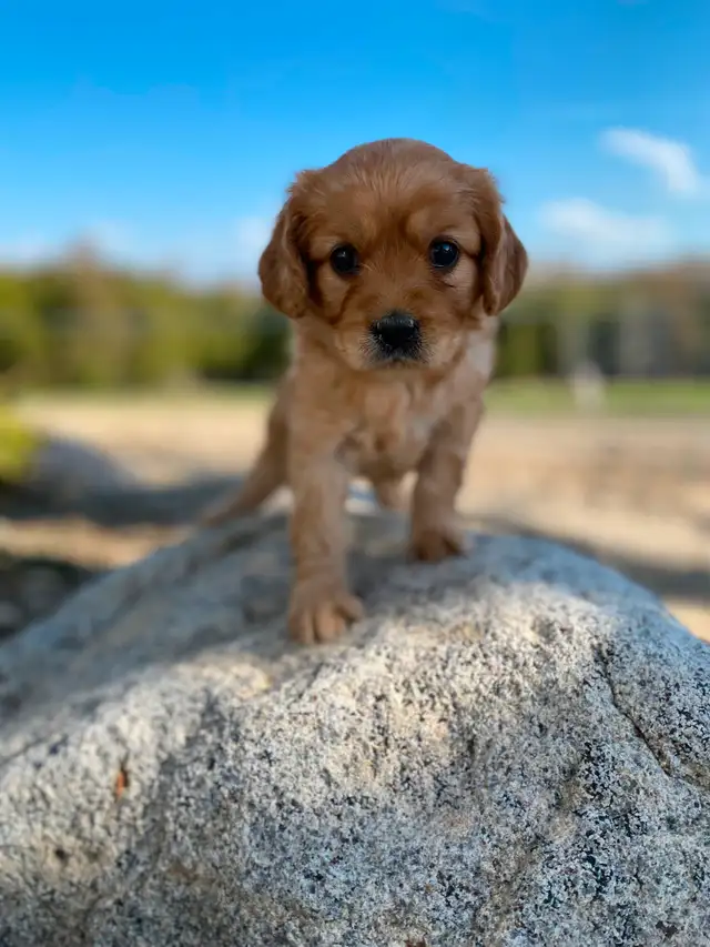 Male Cavapoo is the breed in Dogs & Puppies for Rehoming in Oakville / Halton Region - Image 4