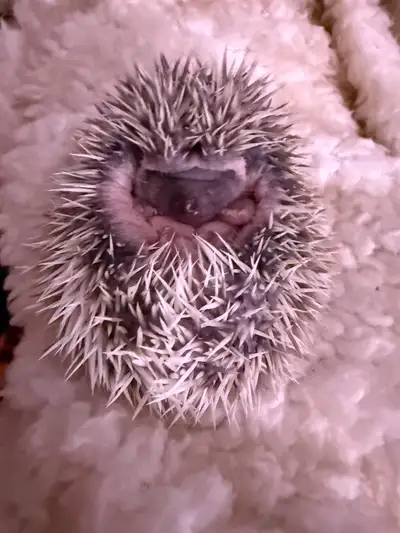 Baby hedgehogs, View more