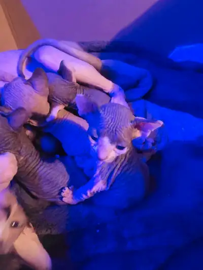 3 beaux chatons sphynx , View more