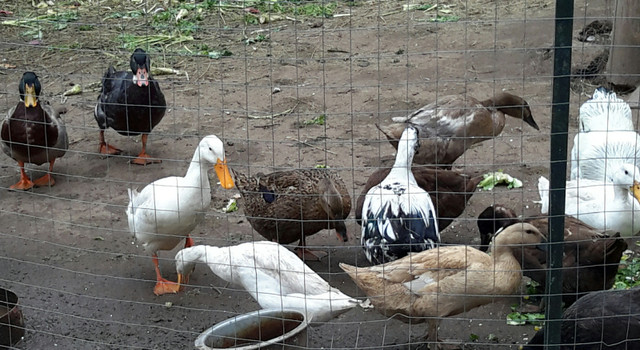Furtile fresh duck eggs $10 dozen in Livestock in Peterborough