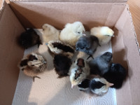 Bantam chicks, hens and roosters