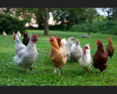 WANTED - mixed flock hatching eggs , View more