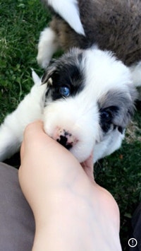 Australian Shepherd cross