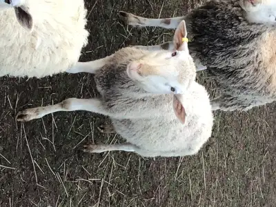 Small herd of sheep, View more