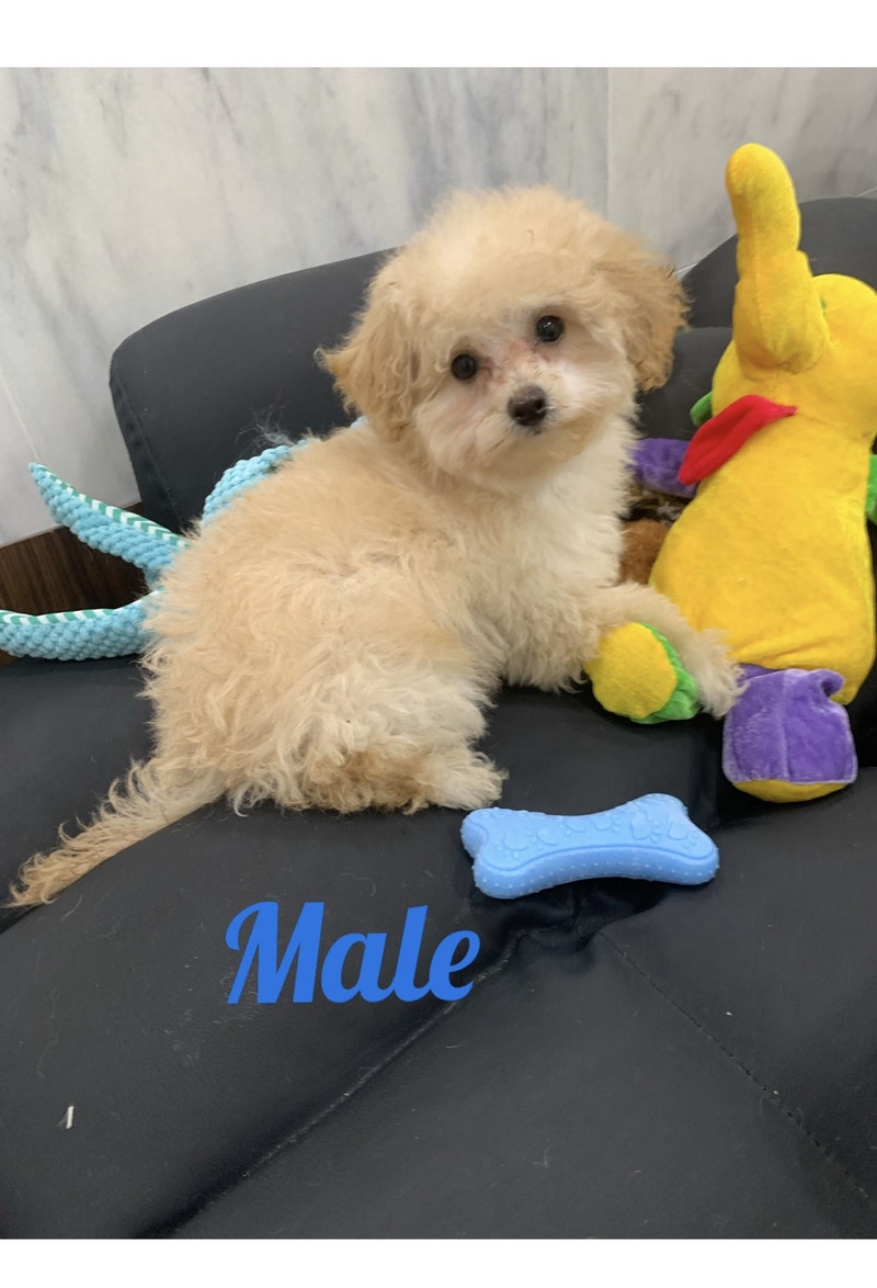 Toy Poodle Puppies Dogs & Puppies for Rehoming Markham / York