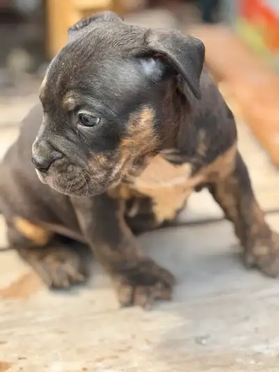 ENGLISH BULLDOG X, View more