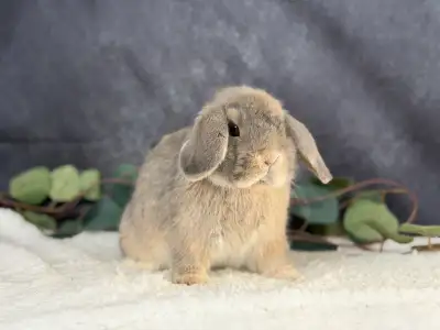Spayed females holland lops, View more
