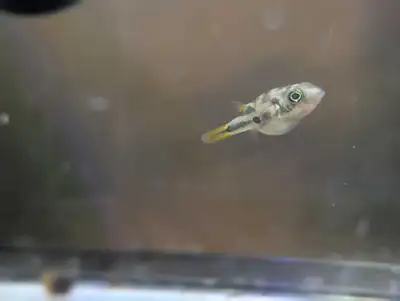 pea puffer fish , View more