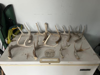White tail sheds (brown, hardwhite and chalk) 