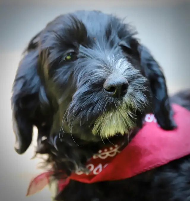 6  RARES DOODLES, BORDOODLES,  BORDOODLES   CHIOTS - PUPPIES in Dogs & Puppies for Rehoming in Laurentides - Image 8