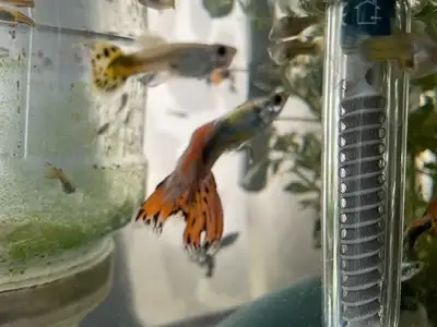 Guppies For Sale, View more
