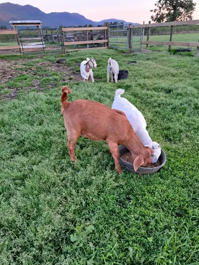 Very friendly 5 month old brown nubian doeling. This girl is very friendly and shes polled!!! Would...