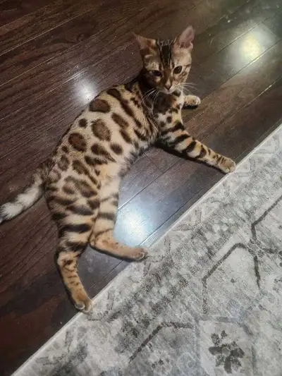 Beautiful female Bengal cat that has shots and been spade. Loves children. Looking for a good home....