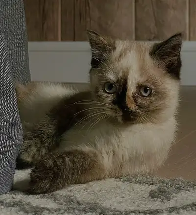 Persian x Siamese Female Kitten, View more