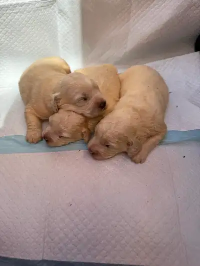 Bichonpoo Puppies Looking for Loving Forever Homes ❤️, View more