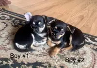 1  male chihuahua available 