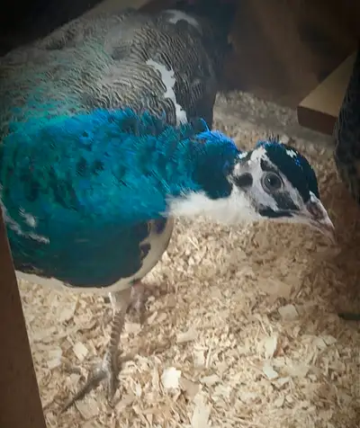  Yearling Peacocks Stunning Pair!, View more