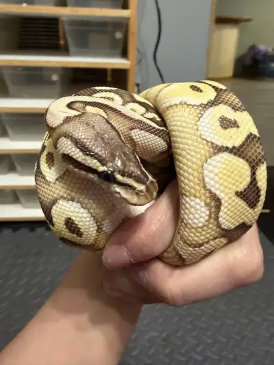 female pastel lesser  het clown, View more