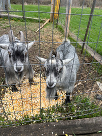 Pygmy goats 