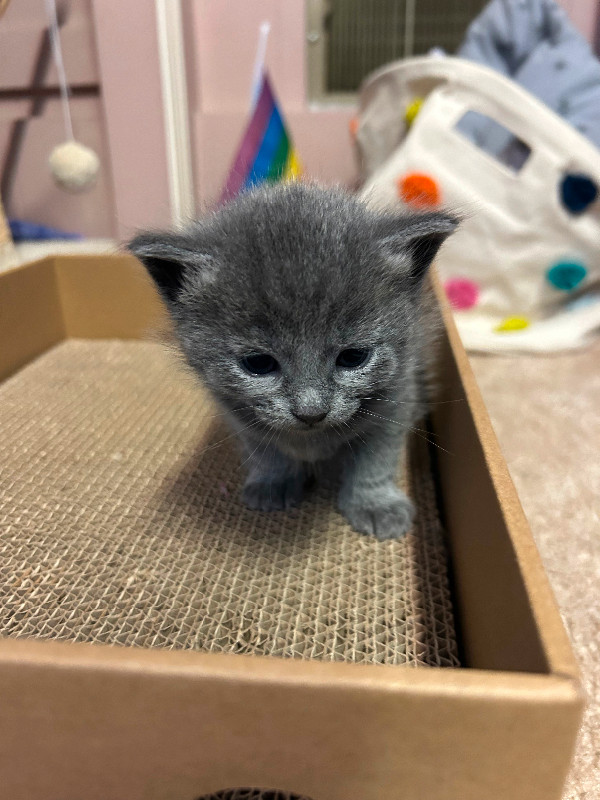 PB Russian Blue Kittens in Cats & Kittens for Rehoming in Burnaby/New Westminster - Image 3