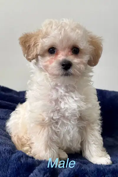 Multi-poo Yorki-poo x puppy, View more