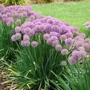 Allium seeds, lilac color- 4 grams bag $6, deshelled/loose seeds, View more