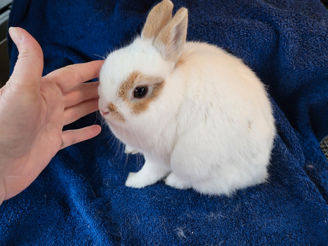 EXTRAORDINARY NETHERLAND DWARF AND LIONHEAD BUNNY RABBITS  in Small Animals for Rehoming in Saskatoon - Image 4