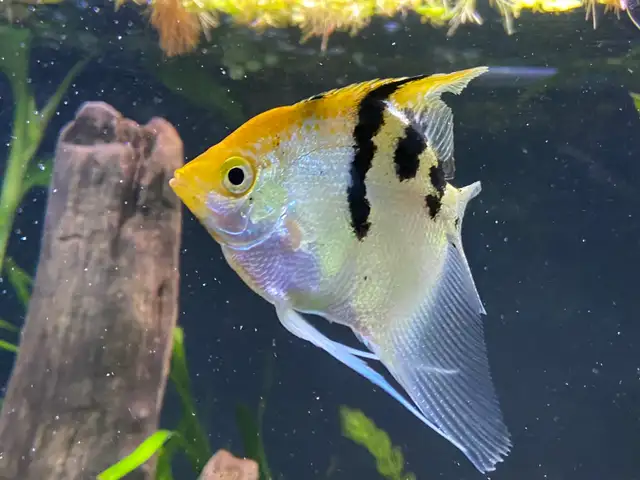 ANGEL FISH ANGELFISH - Pickering  in Fish for Rehoming in City of Toronto - Image 2