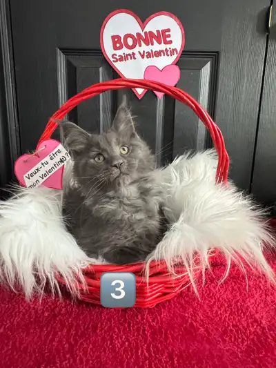 Chatons Maine coon, View more