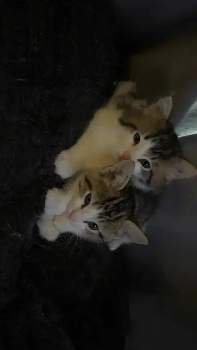 1 month old kittens, View more
