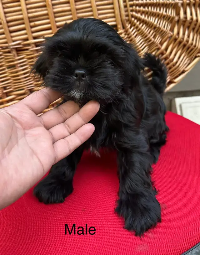 Shih tzu puppies 4 left in Dogs & Puppies for Rehoming in Vernon - Image 8