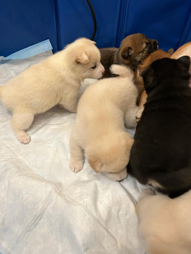 Shiba Inu puppies ! Ready to go June 23! in Dogs & Puppies for Rehoming in Oshawa / Durham Region - Image 2