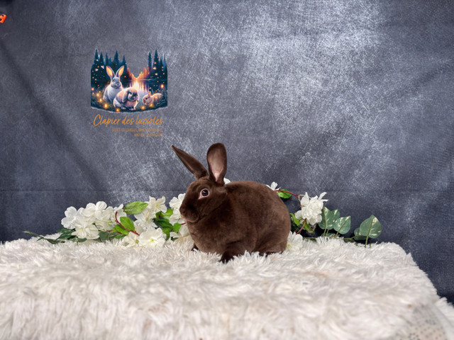 Neutered mini Rex bunnies  in Small Animals for Rehoming in Ottawa - Image 4