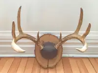 Mounted Deer Antlers / Genuine Antler Mount