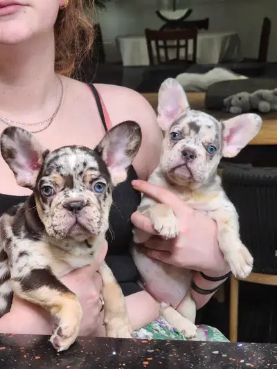 REG French Bulldogs - Health Tested, View more
