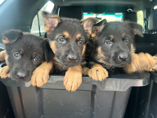 Purebred German Shepherd Puppies dans Chiens et chiots à adopter  à Hamilton