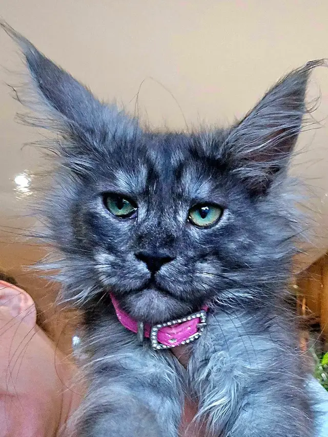 MAGNIFICENT MAINE COONS XL in Cats & Kittens for Rehoming in Oakville / Halton Region - Image 3