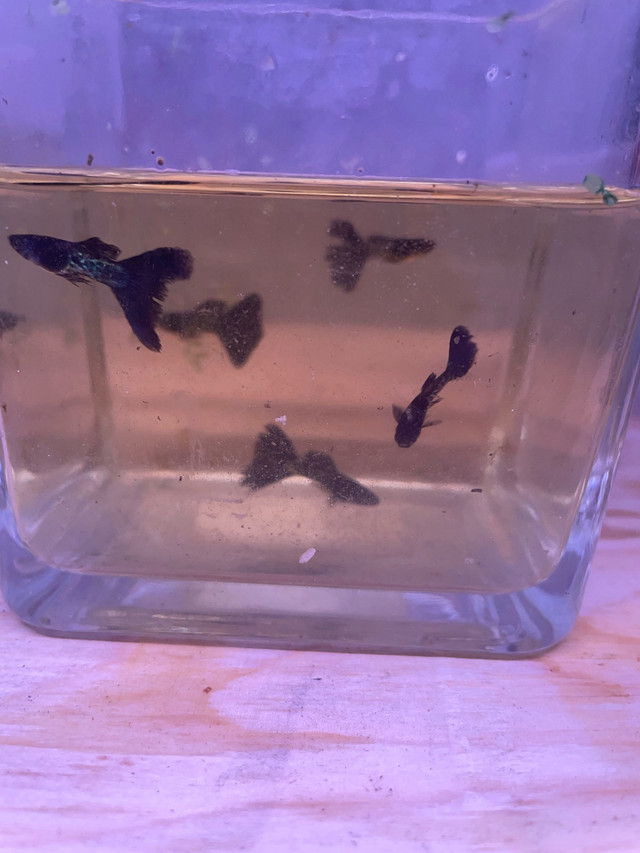 Male Black Cobra Guppies in Fish for Rehoming in Hamilton - Image 3