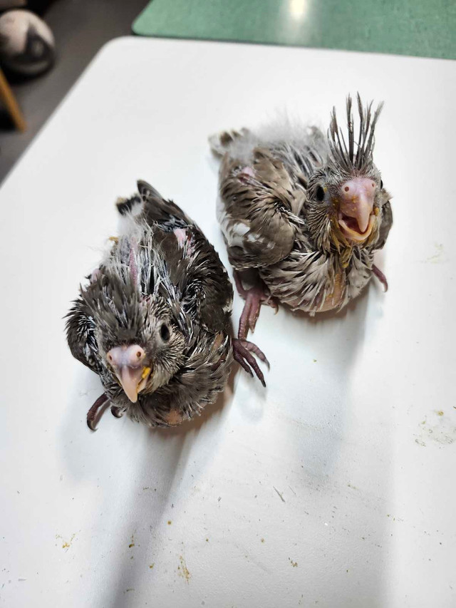 Cockatiel  bird in Birds for Rehoming in Edmonton