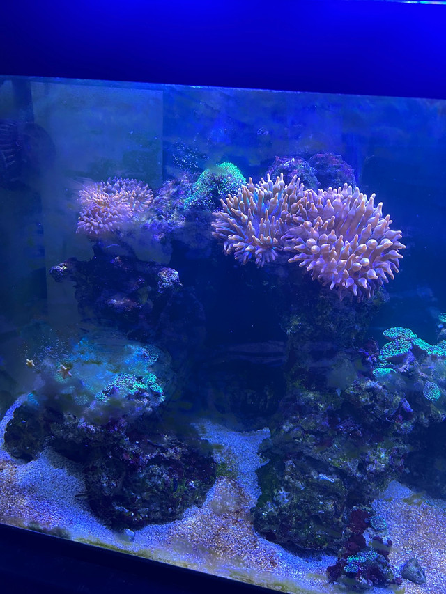 130 gallon saltwater aquarium reef for sale in Livestock in City of Toronto - Image 3