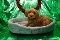Poodle male puppies $1450