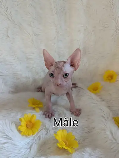 chatons sphynx mâle, View more