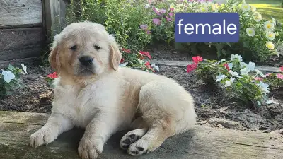 Purebred Golden Retriever Puppies, View more