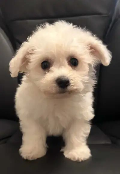 Bichon Frise x Maltese Puppies Ready for Adoption, View more
