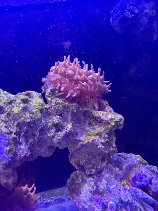 Red rose rainbow bubbletip anemone coral reef healthy in Fish for Rehoming in Markham / York Region - Image 5