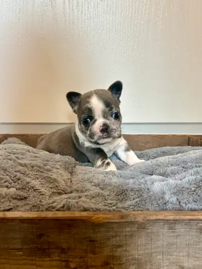 Frenchie Puppies, View more